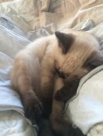 Cuccioli Siamesi