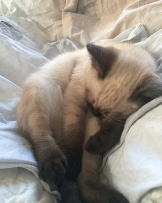 Cuccioli Siamesi