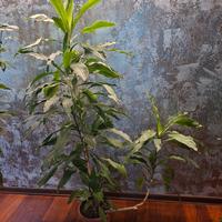 pianta dracaena con ramo traverso