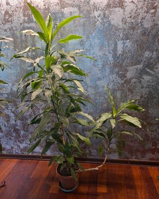 pianta dracaena con ramo traverso