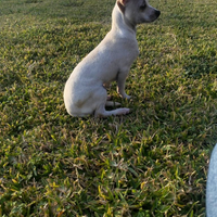 1 cucciolo di chihuahua maschio
