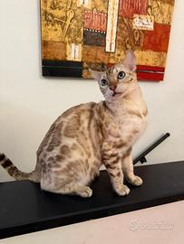 Gattino bengala snow 9 mesi