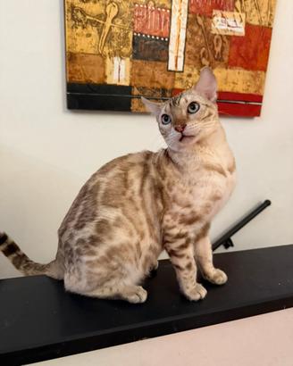 Gattino bengala snow 9 mesi