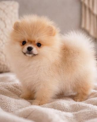 Volpino Pomerania nano