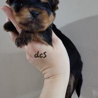 Yorkshire terrier con pedigree E.N.C.I