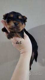 Yorkshire terrier con pedigree E.N.C.I