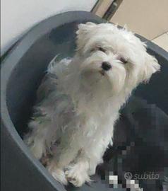 Maltese mini toy per monte