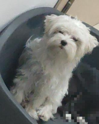 Maltese mini toy per monte