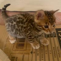 Cuccioli di gatto del bengala con pedigree
