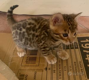 Cuccioli di gatto del bengala con pedigree