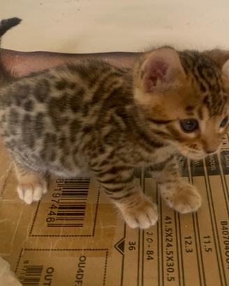 Cuccioli di gatto del bengala con pedigree