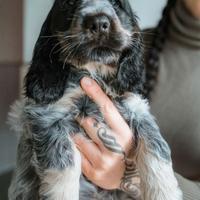 Cocker spaniel inglese