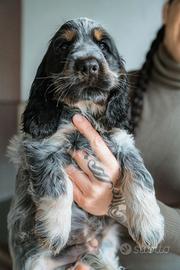 Cocker spaniel inglese