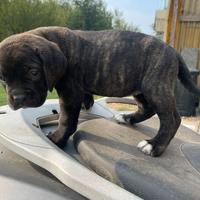 Cuccioli cane corso