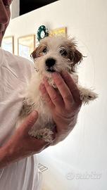 Maschietto jack russell