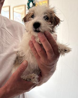 Maschietto jack russell