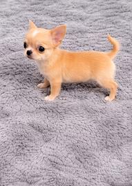 Chihuhua mini toy fulvo/bianco disponibile