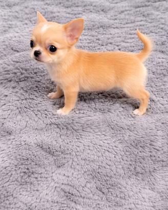 Chihuhua mini toy fulvo/bianco disponibile