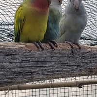 Inseparabili roseicollis