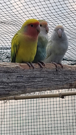 Inseparabili roseicollis