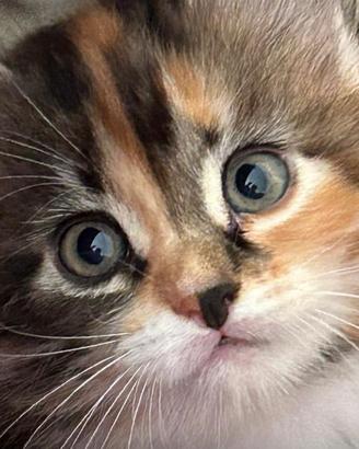 Gattini di Gatto Siberiano