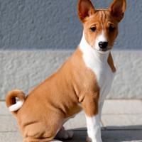 Cuccioli BASENJI con pedigree ENCI