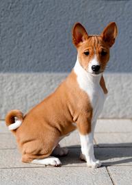 Cuccioli BASENJI con pedigree ENCI