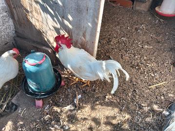 Gallo