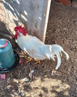 Gallo