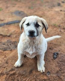 Turbo, cucciolo per famiglia SUPER