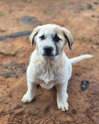 Turbo, cucciolo per famiglia SUPER