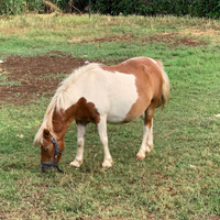 Pony cavallina femmina 15 anni pezzatta