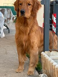 Golden retriever per monta
