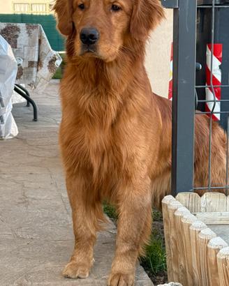 Golden retriever per monta