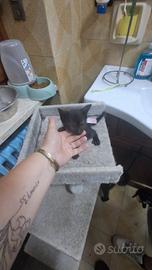 Gattini