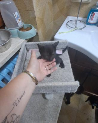 Gattini