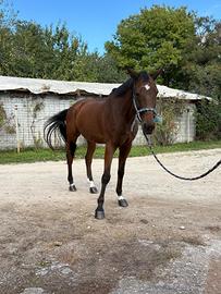 Cavallo sella italiano