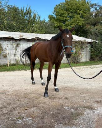Cavallo sella italiano