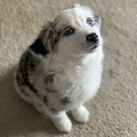 Cuccioli pastore australiano/ bergamasco