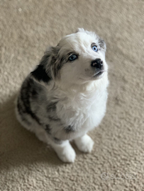 Cuccioli pastore australiano/ bergamasco