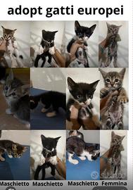 Gatti europei