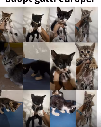 Gatti europei