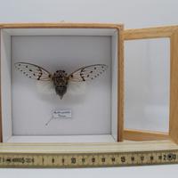cassetta entomologica con cicala tropicale