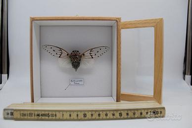 cassetta entomologica con cicala tropicale