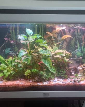acquario completo