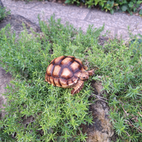 Baby di Sulcata