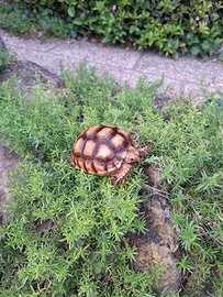 Baby di Sulcata