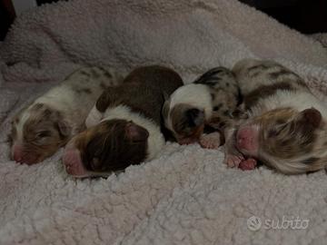 Cuccioli di Pastore Australiano