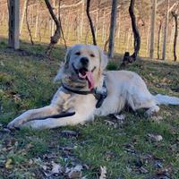 Golden retriever per accoppiamento