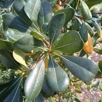 Albero Pianta Pitosforo 130 cm in vaso 